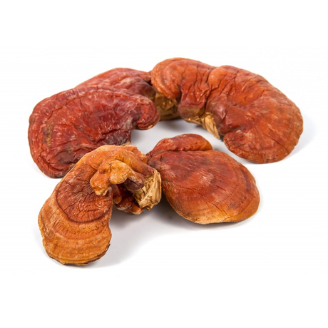 Extrato de Cogumelo Reishi em Pó
