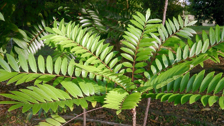 Extrato de raiz solúvel em água de Tongkat Ali