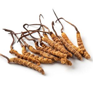 Extrato de Cordyceps Polissacarídeos
