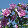 Extrato de flor Hibiscus syriacus