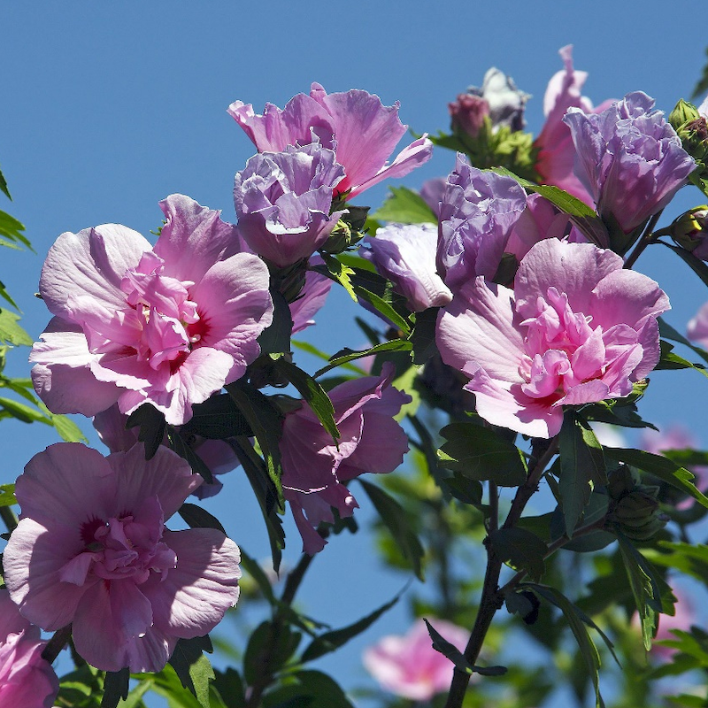 Extrato de flor Hibiscus syriacus
