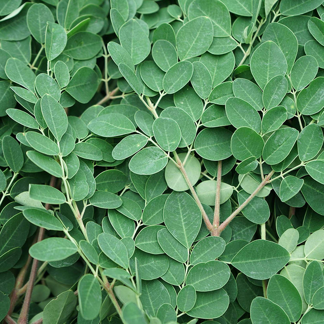 Extrato de Folha de Moringa