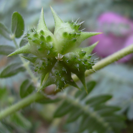 Extrato de Tribulus Terrestris