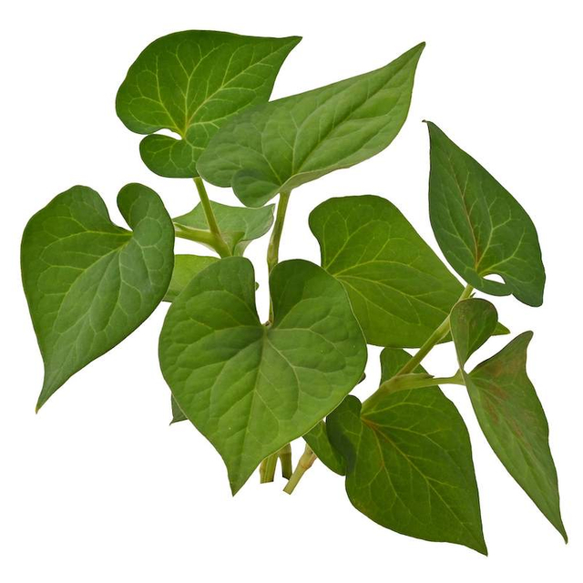 Extrato de Heartleaf Houttuynia