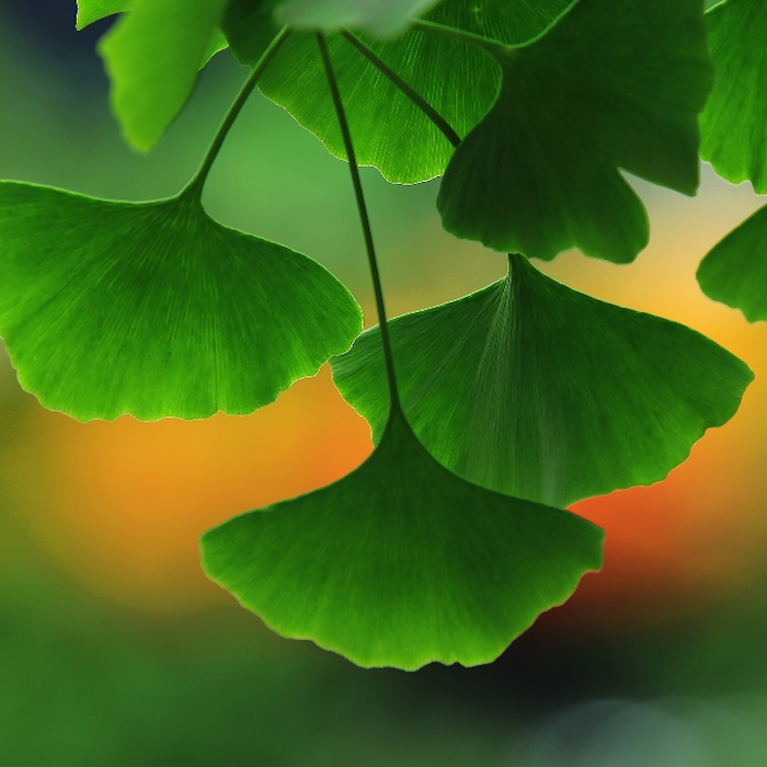 Extrato de Ginkgo Biloba