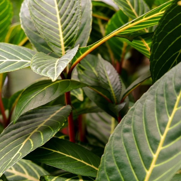 Extrato de Fólio Panax Notoginseng