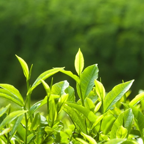 Chá Verde L-Teanina 20%