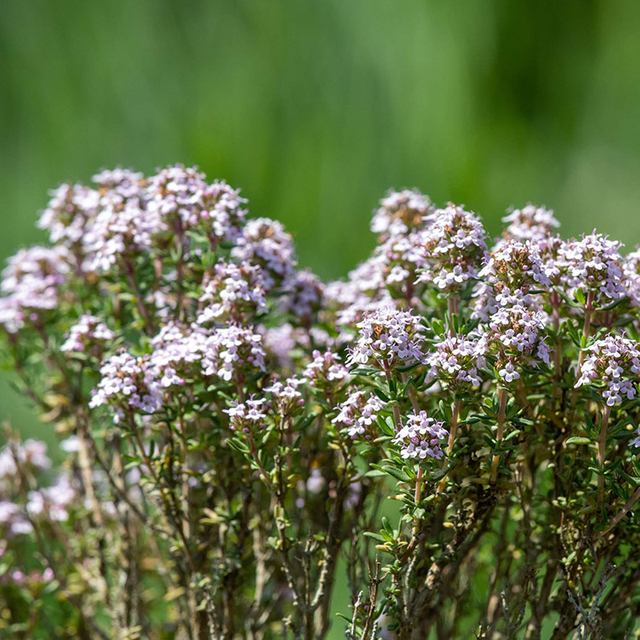 Extrato de Valeriana
