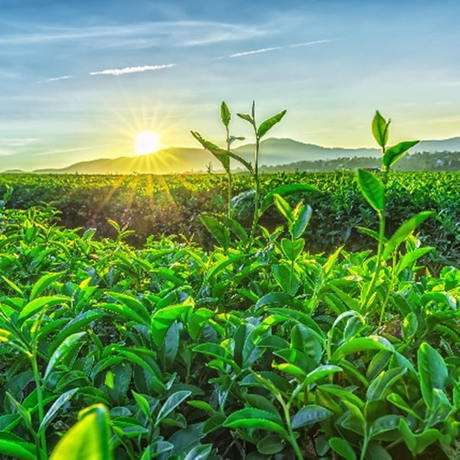 Chá Verde L-Teanina 60%