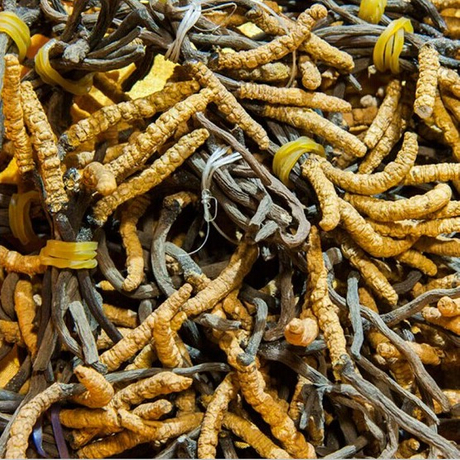 Cepa Cordyceps CS-4 / Cordyceps Sinensis Mycelium CS-4
