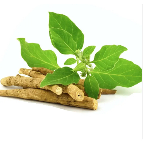 Extrato de Ashwagandha