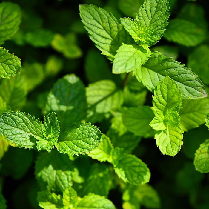 Extrato de Spearmint