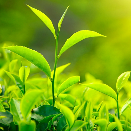 Chá Verde L-Teanina 40%