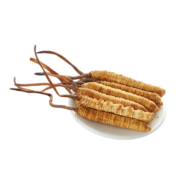 Extrato em Pó de Cordyceps